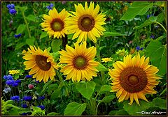 фото "a happy sunny day for you"