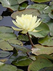 фото "Water flower."