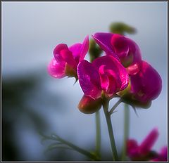 photo "*"
