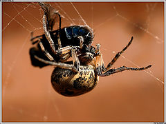 photo "Greedy"
