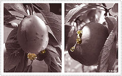 photo "***"