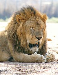 photo "King of Beasts"