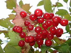 photo "Spirit viburnum"