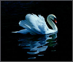 photo "***"