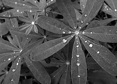 photo "Diamonds or Dew?"