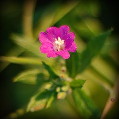 photo "***"