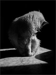 photo "***"