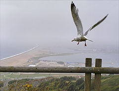 photo "Fly away in the fog ...."