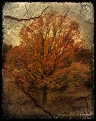 photo "***"