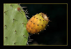 photo "Cactus"