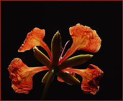 photo "Delonix - Flaming flower."