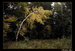 фото "Осень - грустная пора..."