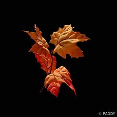 photo "SUSPENDED AUTUMN SPLENDOR"