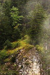 photo "Wood on Rocks"