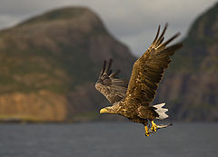 photo "Whithe Tailed Eagle"