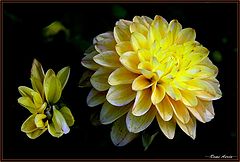 фото "flowers for Tatyana Savvateeva"