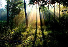 фото "Morning"