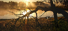 photo "***"