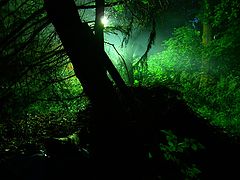 photo "Nightwatch"