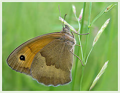 photo "Meadow Brown"