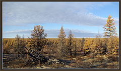 фото "Последние краски осени"