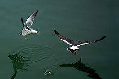 фото "Sea gull"