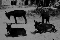 photo "donkeys on rest"