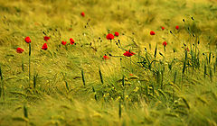 photo "***"