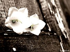 photo "***"
