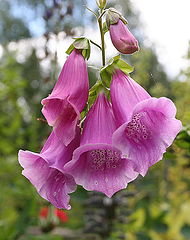 photo "Pink bells."