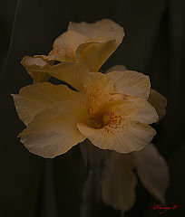 photo "***"