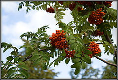 фото "Рябина"