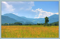 photo "Gold field"