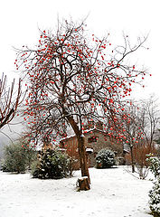 фото "The first snow in Tuscany"