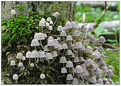 фото "Мицена слизистая (Mycena epipterygia)"