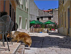 photo "To leave from a heat"