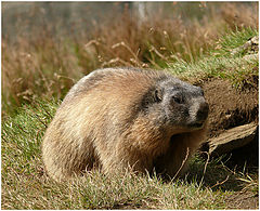 фото "Marmot"