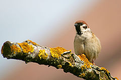 photo "tree sparrow"