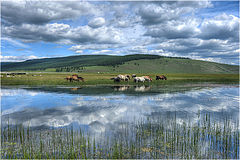 photo "Horses're grazing..."