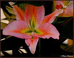 фото "for all the women that I loved"