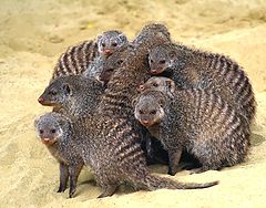 photo "Mongooses"