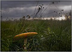 photo "To hide from a rain"