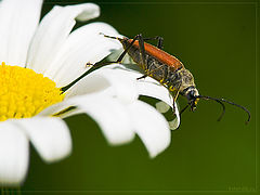 photo "*"