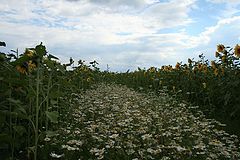 photo "The path to heaven"