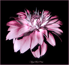 photo "***"
