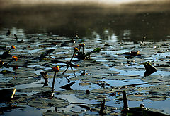 photo "***"