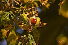 photo "***"