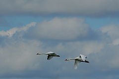 фото "flying"