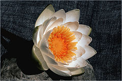 photo "The Water-lily"