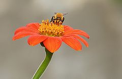 фото "Bee"